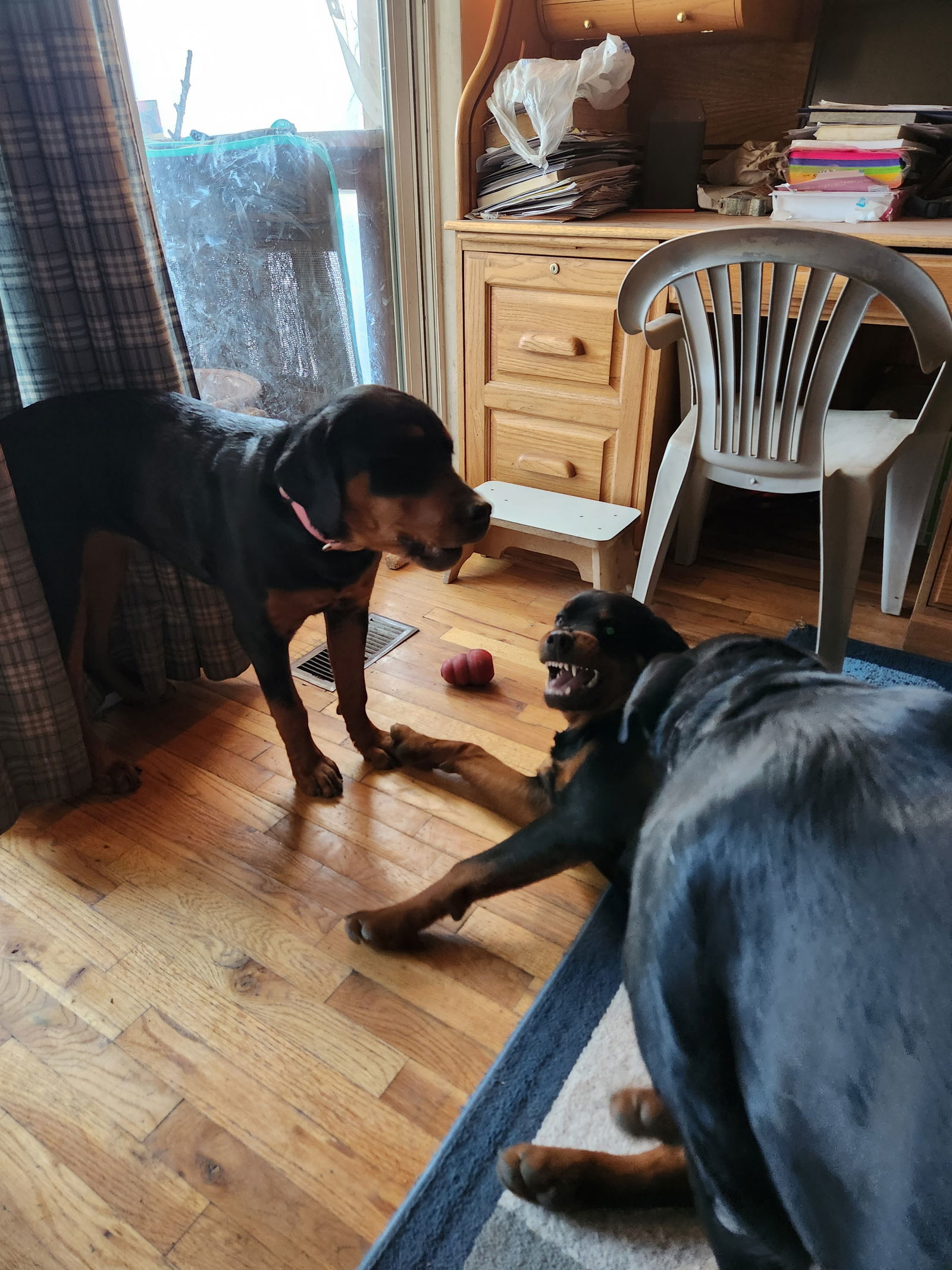 Luna/Referral, an adoptable Rottweiler, German Shepherd Dog in Laurel, MT, 59715 | Photo Image 3