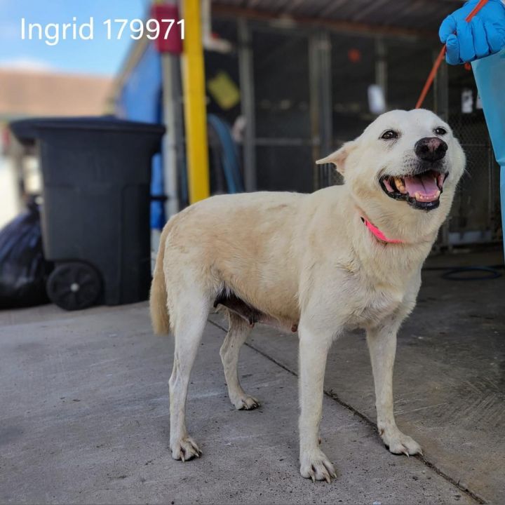Ingrid 1
