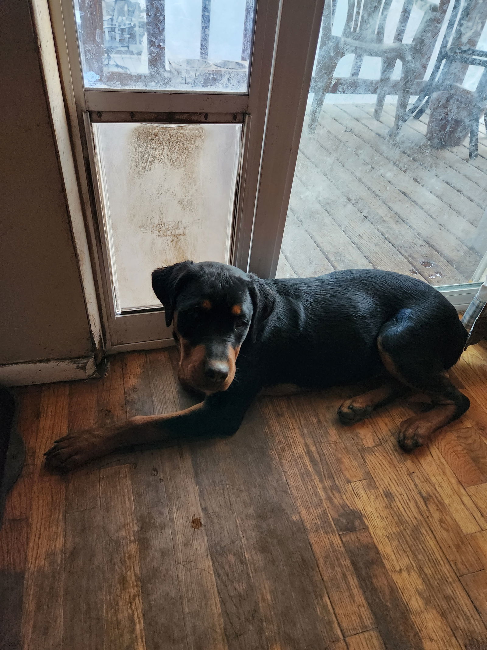 Shakari/Referral, an adoptable Rottweiler, German Shepherd Dog in Laurel, MT, 59715 | Photo Image 1