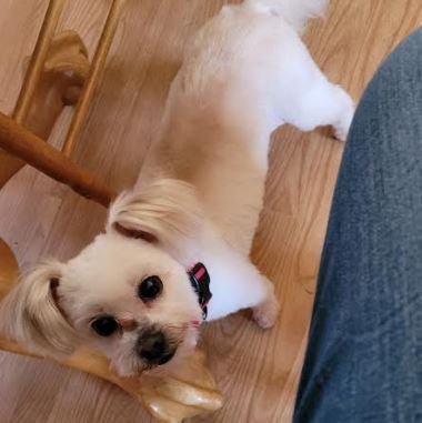 Brodie, an adoptable Maltese in Brooklyn Center, MN, 55429 | Photo Image 3