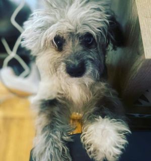 Dog for adoption - BRUNO, a Bernedoodle Mix in Fresh Meadows, NY