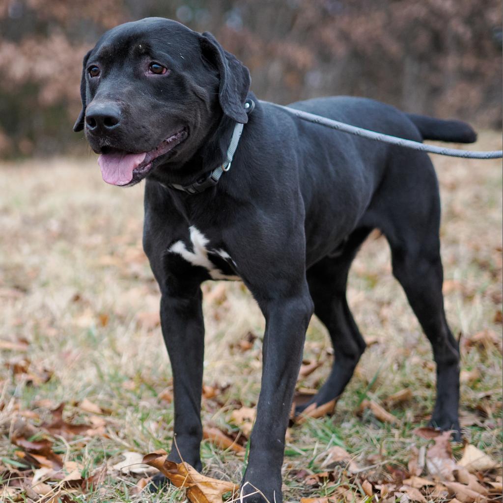 Morgan, an adoptable Rottweiler, Black Labrador Retriever in Jefferson city, TN, 37760 | Photo Image 1