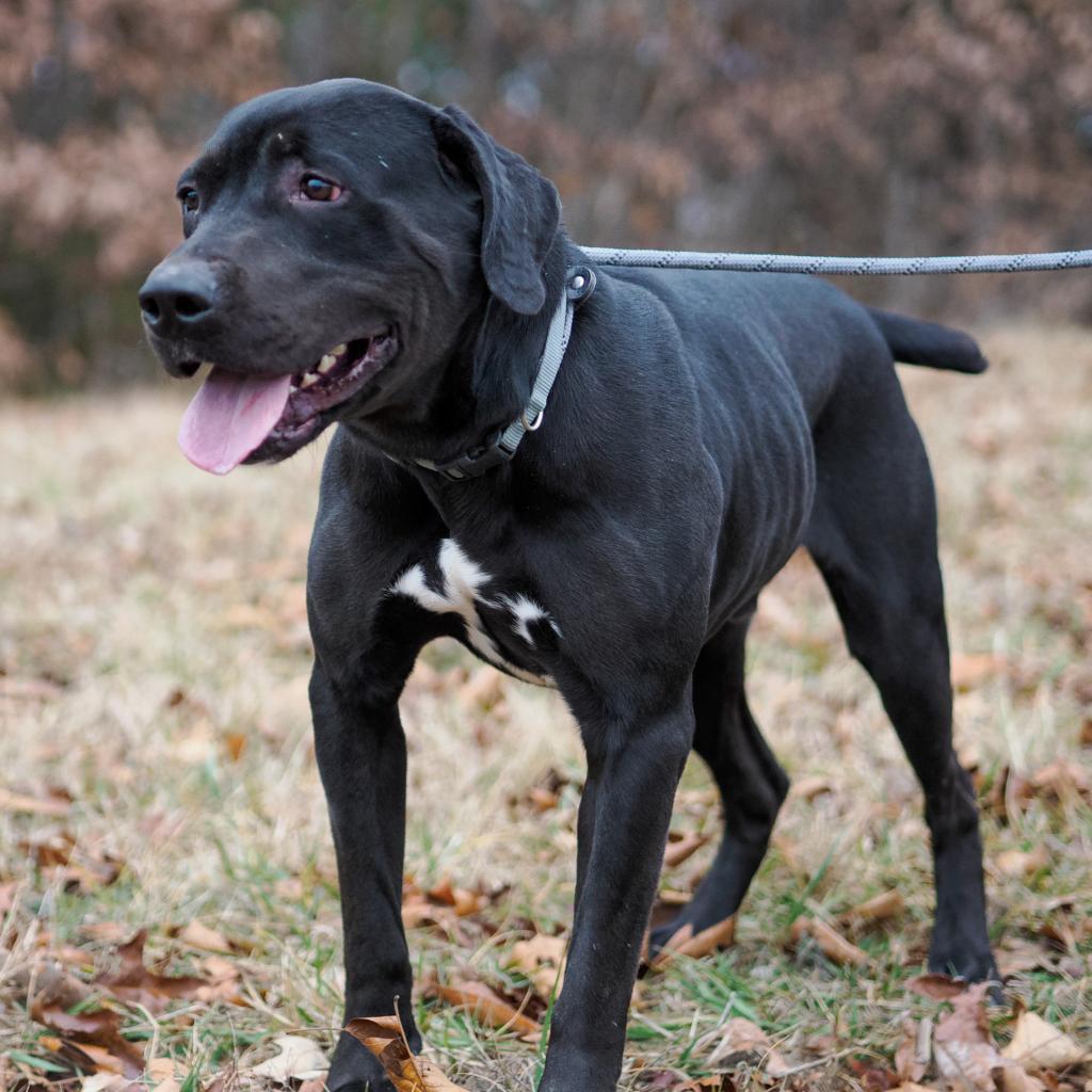 Morgan, an adoptable Rottweiler, Black Labrador Retriever in Jefferson city, TN, 37760 | Photo Image 2