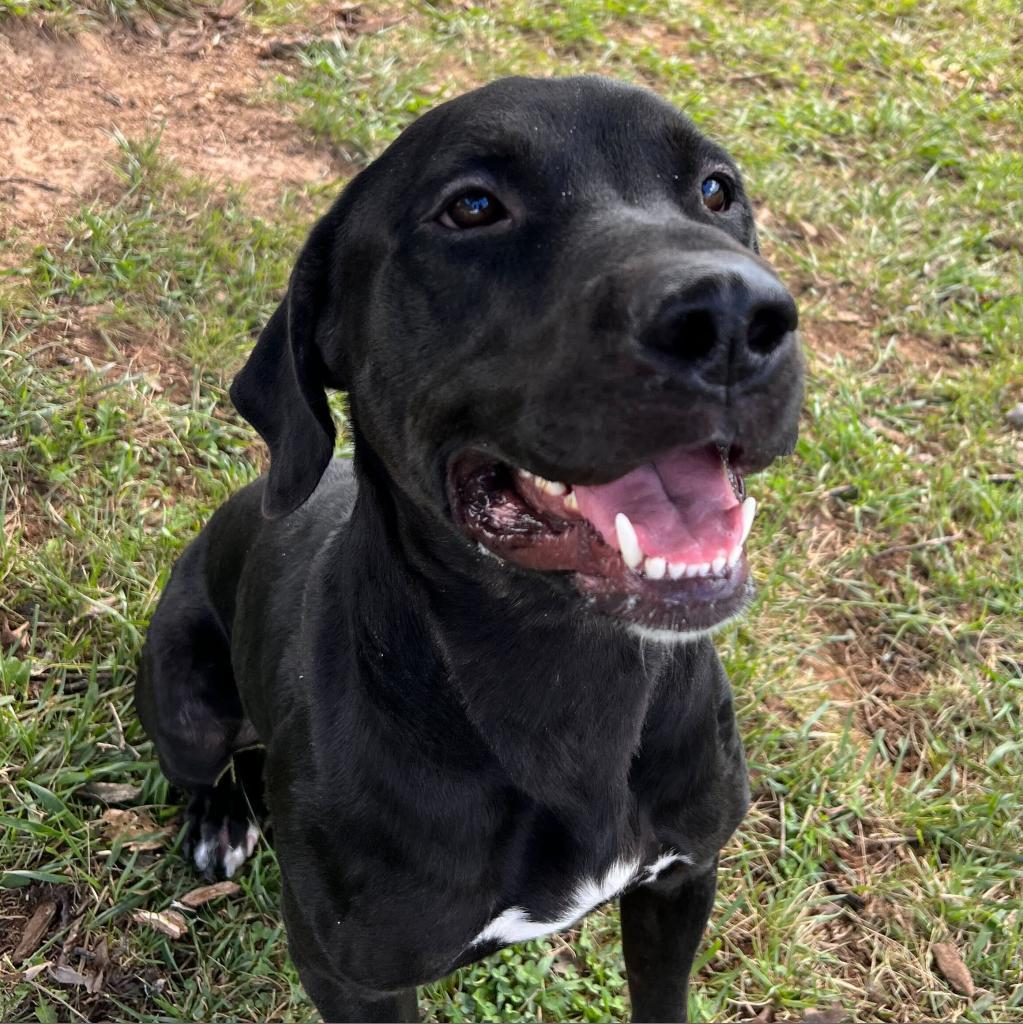 Morgan, an adoptable Rottweiler, Black Labrador Retriever in Jefferson city, TN, 37760 | Photo Image 3