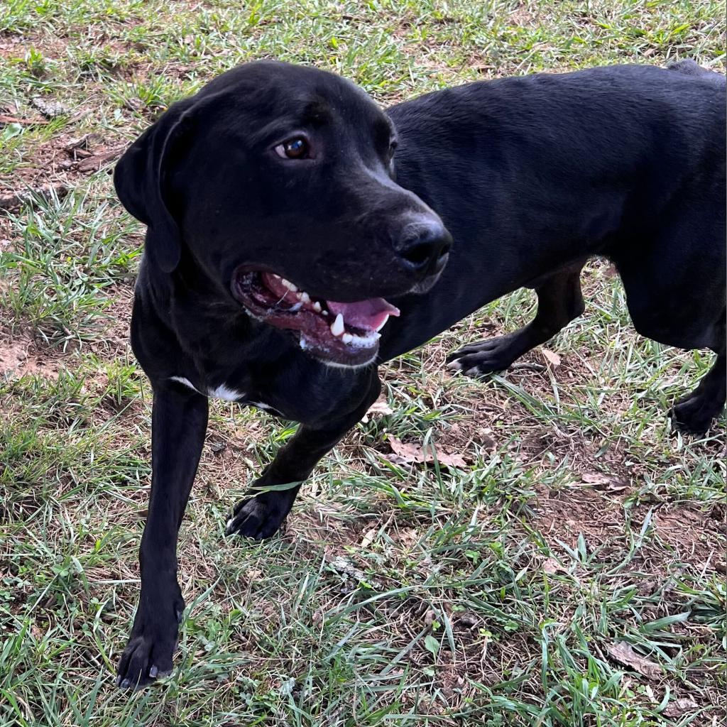 Morgan, an adoptable Rottweiler, Black Labrador Retriever in Jefferson city, TN, 37760 | Photo Image 4