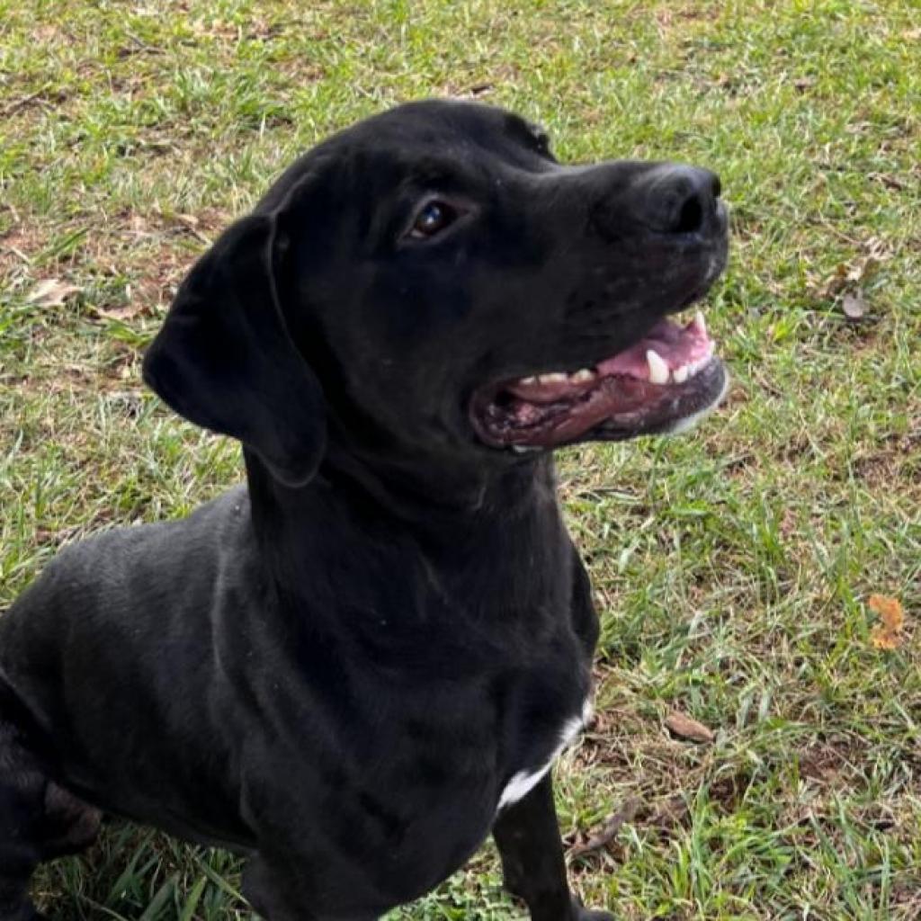Morgan, an adoptable Rottweiler, Black Labrador Retriever in Jefferson city, TN, 37760 | Photo Image 5