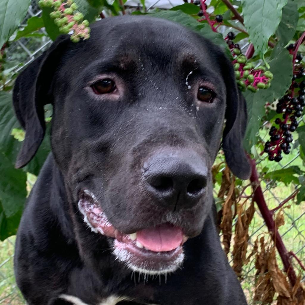 Morgan, an adoptable Rottweiler, Black Labrador Retriever in Jefferson city, TN, 37760 | Photo Image 6