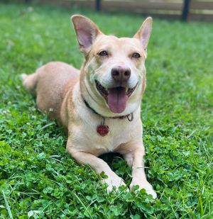 Dog for adoption - BRUNO, a Bernedoodle Mix in Fresh Meadows, NY