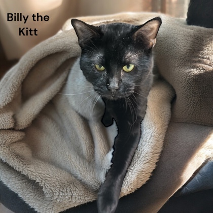 Billy the Kitt 1