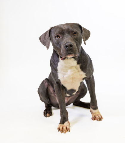 Julia, an adoptable Pit Bull Terrier, Mixed Breed in Harbor Springs, MI, 49740 | Photo Image 2