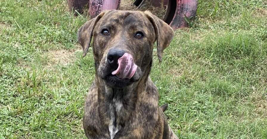 Bowser #53691, an adoptable Mountain Cur in Aulac, NB, E4L 2X2 | Photo Image 1