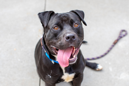 Angel - IN FOSTER