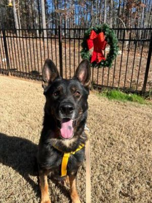 Meech is a beautiful shepherd-type dog who is struggling in the shelter environment As a result of 