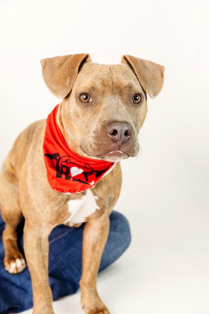 Groot, an adoptable Pit Bull Terrier in Cypress, TX_image-1