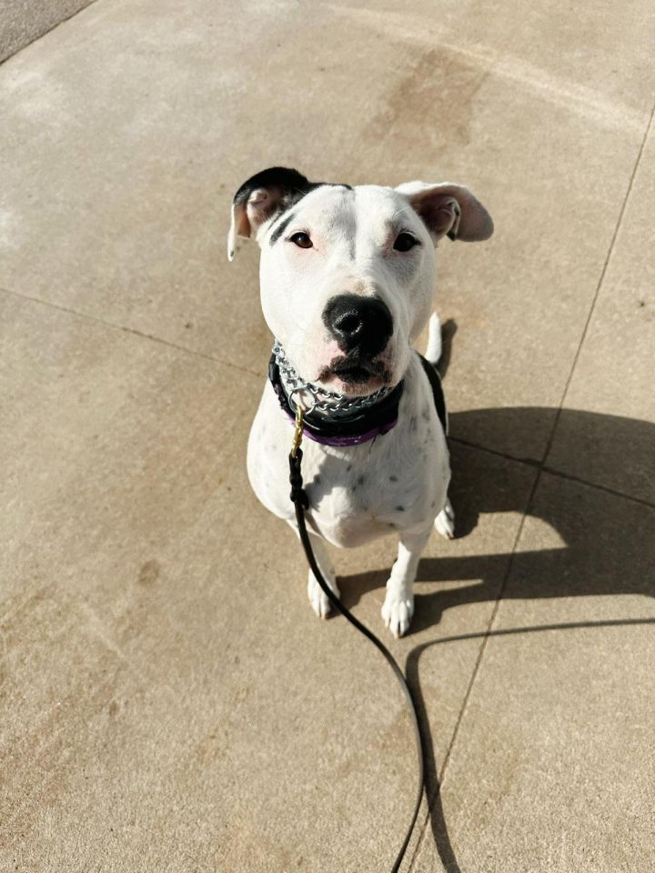 Dog for adoption Olive *Dog of the Month Adoption Fee Waived*, a