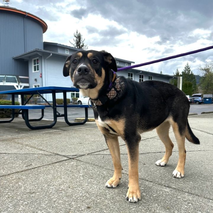 rottweiler english bulldog mix