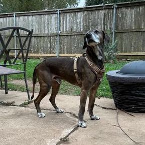 Petfinder store great dane