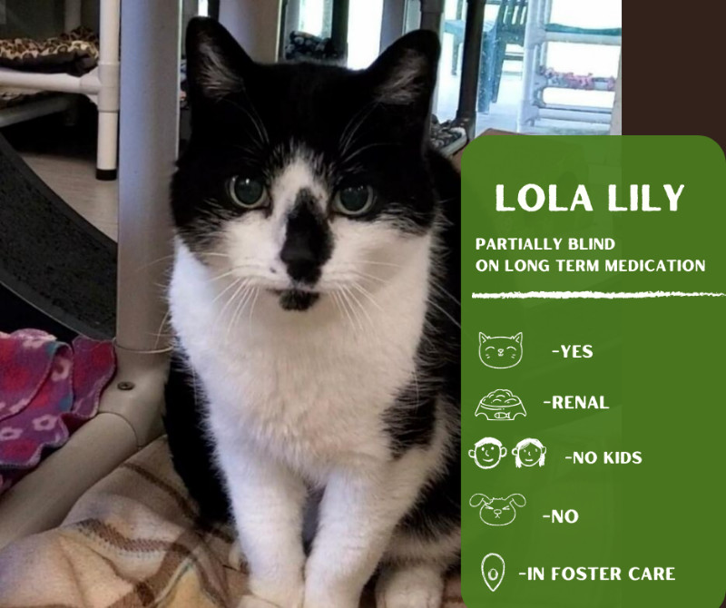 Lola Lily, an adoptable Domestic Short Hair in Arlington, WA, 98223 | Photo Image 1