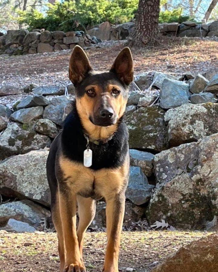 Red heeler mixed hot sale with german shepherd