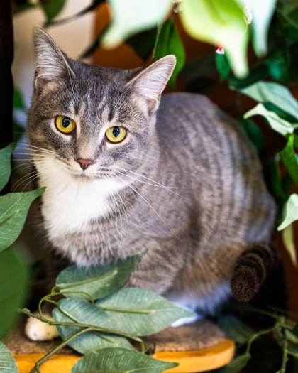 Frenzy, an adoptable Domestic Short Hair in Pequot Lakes, MN, 56472 | Photo Image 2