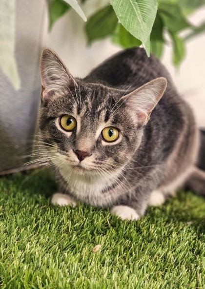 Frenzy, an adoptable Domestic Short Hair in Pequot Lakes, MN, 56472 | Photo Image 3