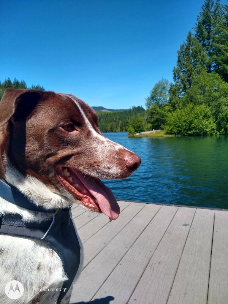 German shorthaired pointer cheap cross kelpie