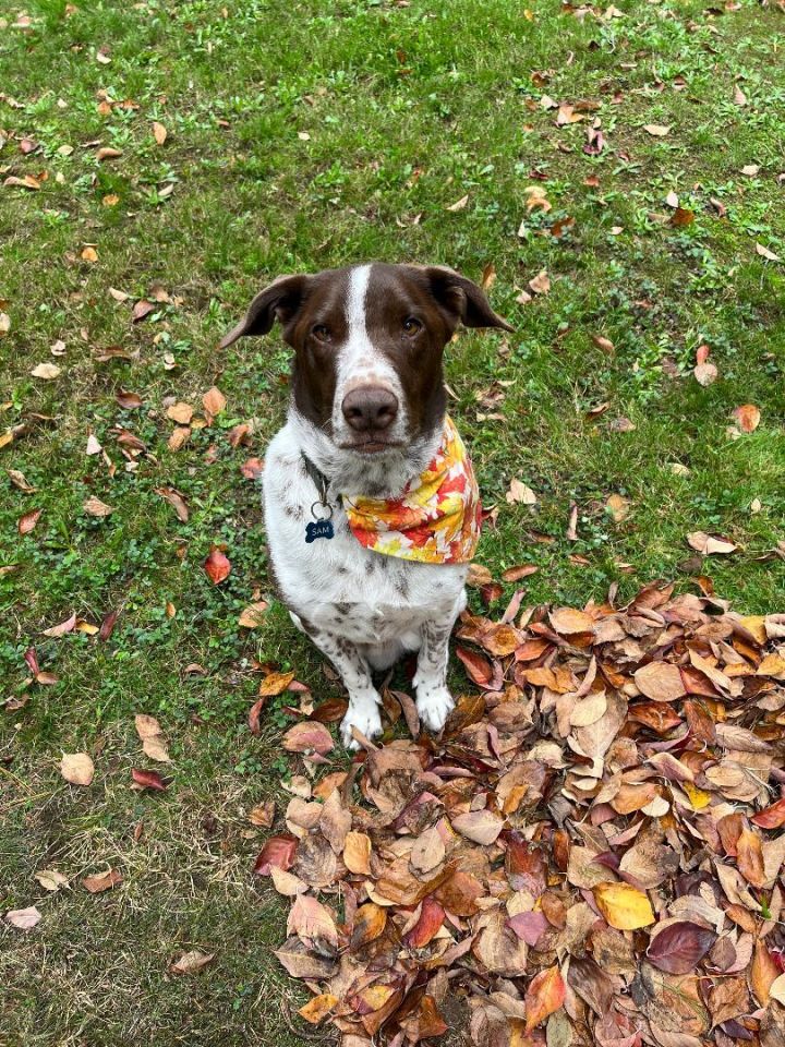 German shorthaired best sale pointer shepherd mix