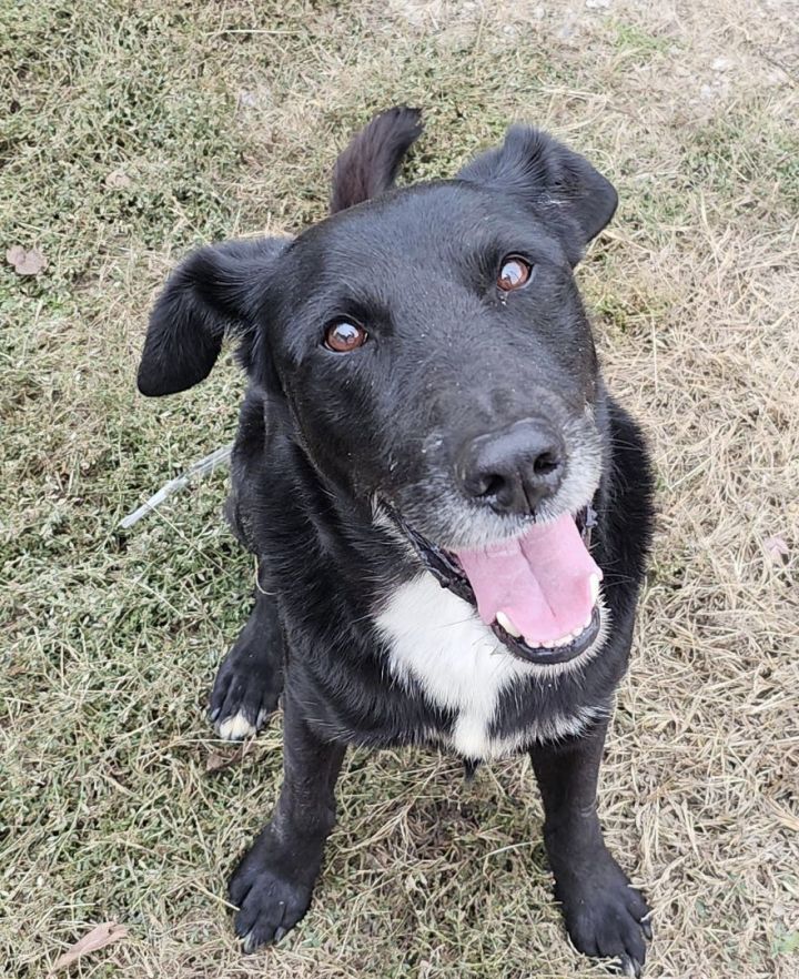 Labrador obedience sales