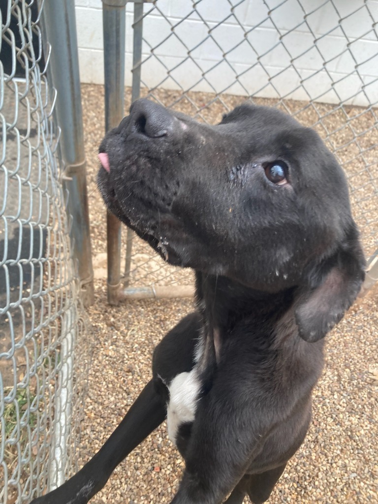 Dog for adoption Showtime, an American Bulldog in Bossier City, LA