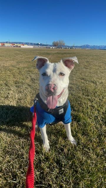 GUERO, an adoptable Pit Bull Terrier in Albuquerque, NM, 87105 | Photo Image 1