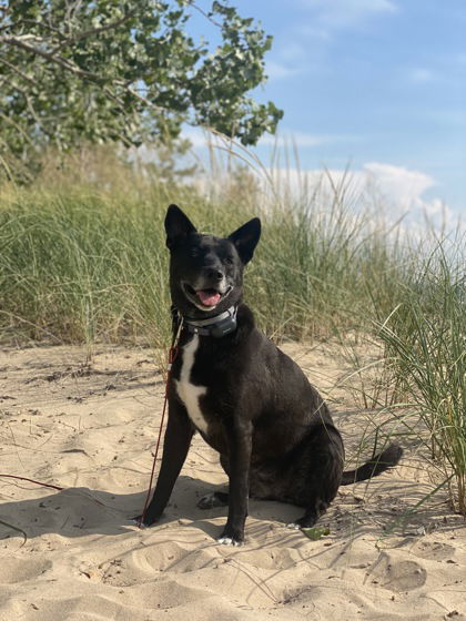 Sadie, an adoptable German Shepherd Dog, Border Collie in Gwinn, MI, 49841 | Photo Image 1