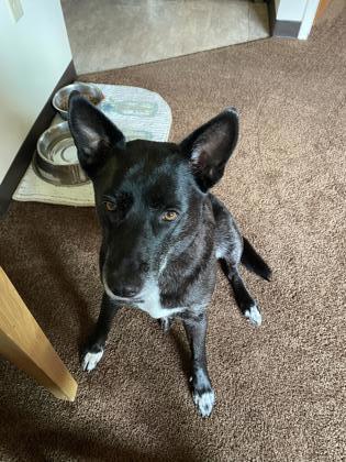 Sadie, an adoptable German Shepherd Dog, Border Collie in Gwinn, MI, 49841 | Photo Image 3