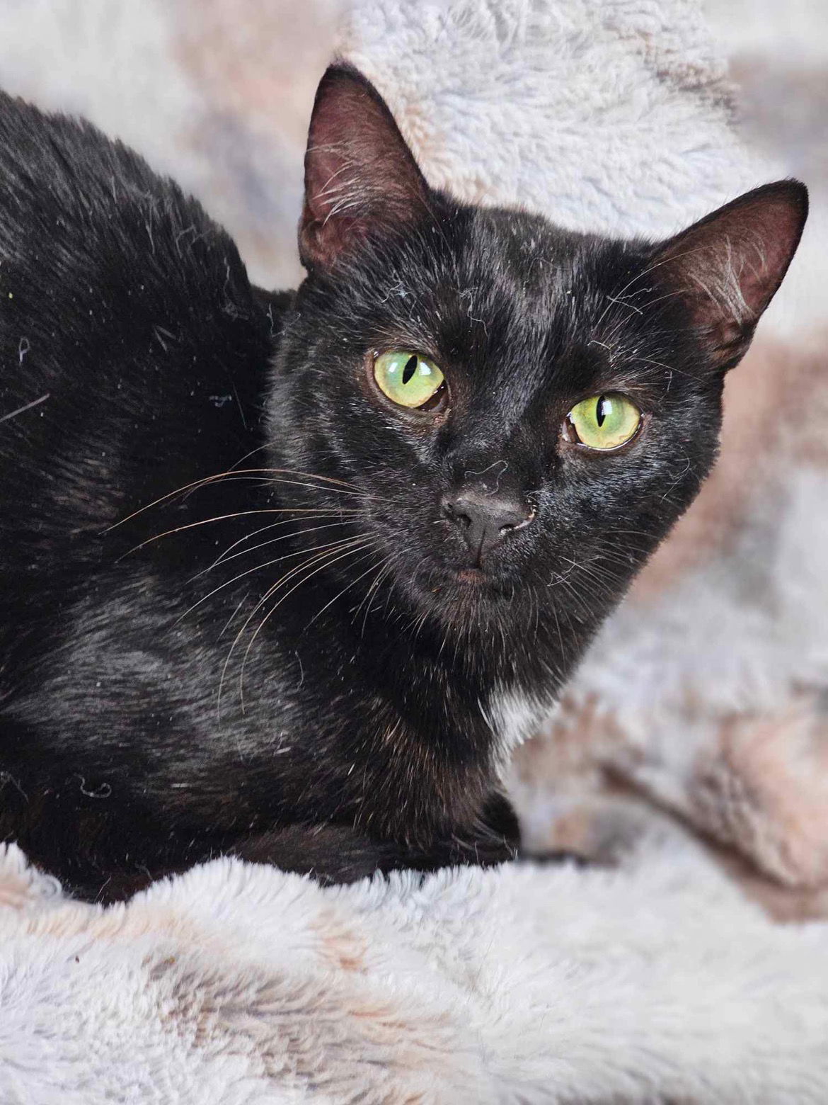 Puma, an adoptable Domestic Short Hair in Mankato, MN, 56001 | Photo Image 3