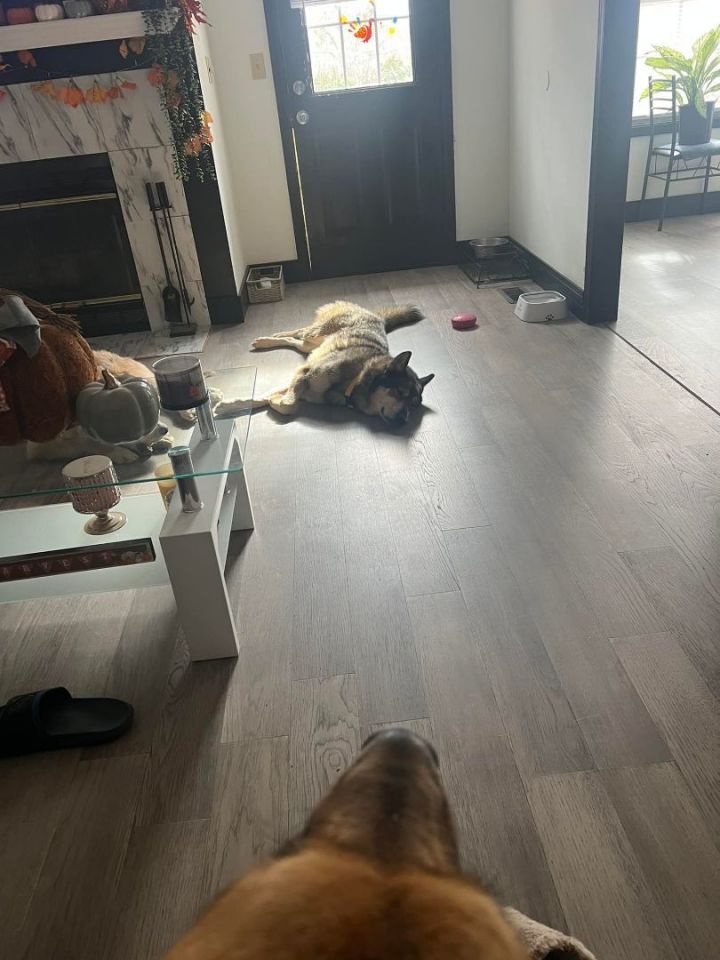 Dog for adoption Eros (Foster), a German Shepherd Dog in Springfield