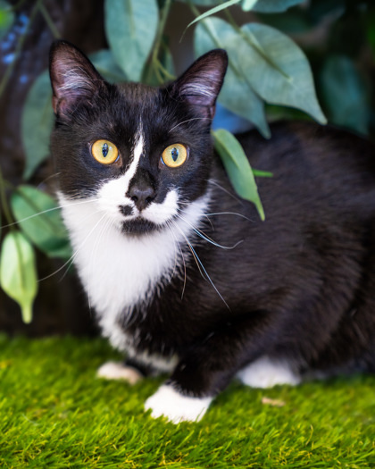 Midnight, an adoptable Domestic Short Hair in Pequot Lakes, MN, 56472 | Photo Image 2