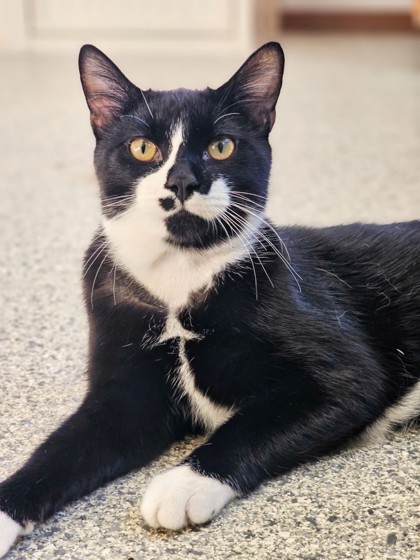 Midnight, an adoptable Domestic Short Hair in Pequot Lakes, MN, 56472 | Photo Image 3