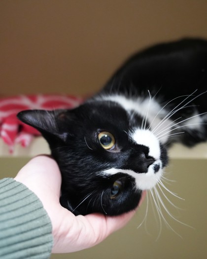 Midnight, an adoptable Domestic Short Hair in Pequot Lakes, MN, 56472 | Photo Image 4