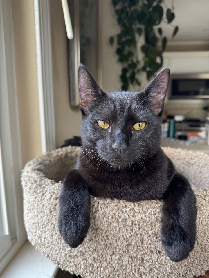 Cat for adoption Bagheera a Domestic Short Hair in Santa Cruz