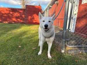 Meet Winter This 1-2 year old husky is looking for a home Winter was dumped the night of thanksgiv