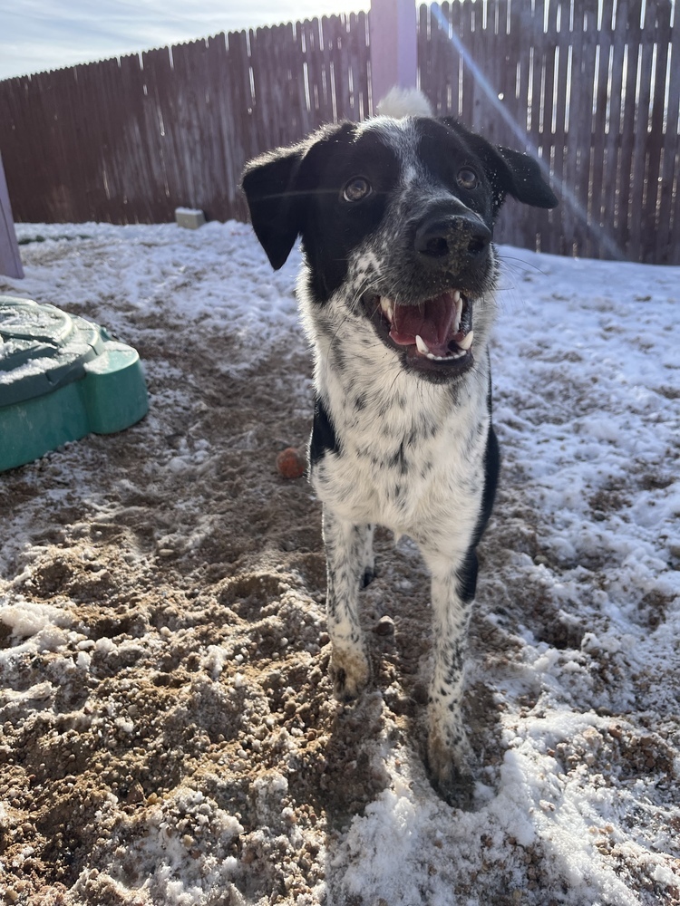 Dog for adoption Beaker (a.k.a Mika) **RESCUE CENTER**, a Pointer