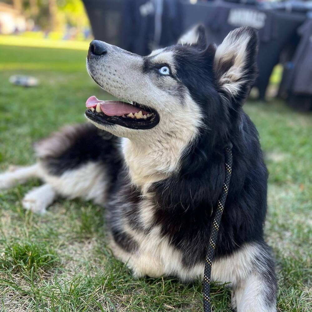 Kiki *READ ENTIRE DESCRIPTION*, an adoptable Alaskan Malamute, Husky in Spokane, WA, 99205 | Photo Image 2