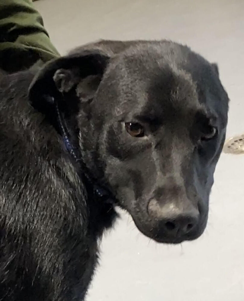 Griffen *READ ENTIRE DESCRIPTION*, an adoptable Labrador Retriever in Spokane, WA, 99205 | Photo Image 1