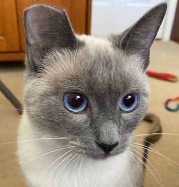 Annie, an adoptable Siamese in Ventura, CA, 93001 | Photo Image 1