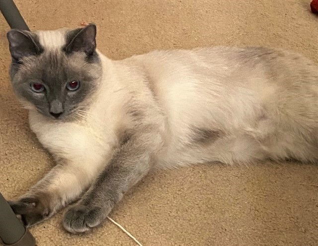 Annie, an adoptable Siamese in Ventura, CA, 93001 | Photo Image 2