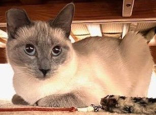 Annie, an adoptable Siamese in Ventura, CA, 93001 | Photo Image 3