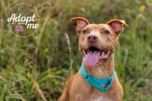 Day Day, Adult Female Pit Bull Terrier