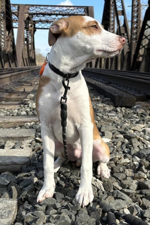 You can fill out an adoption application online on our official websiteCane AL is a male Pit Bull