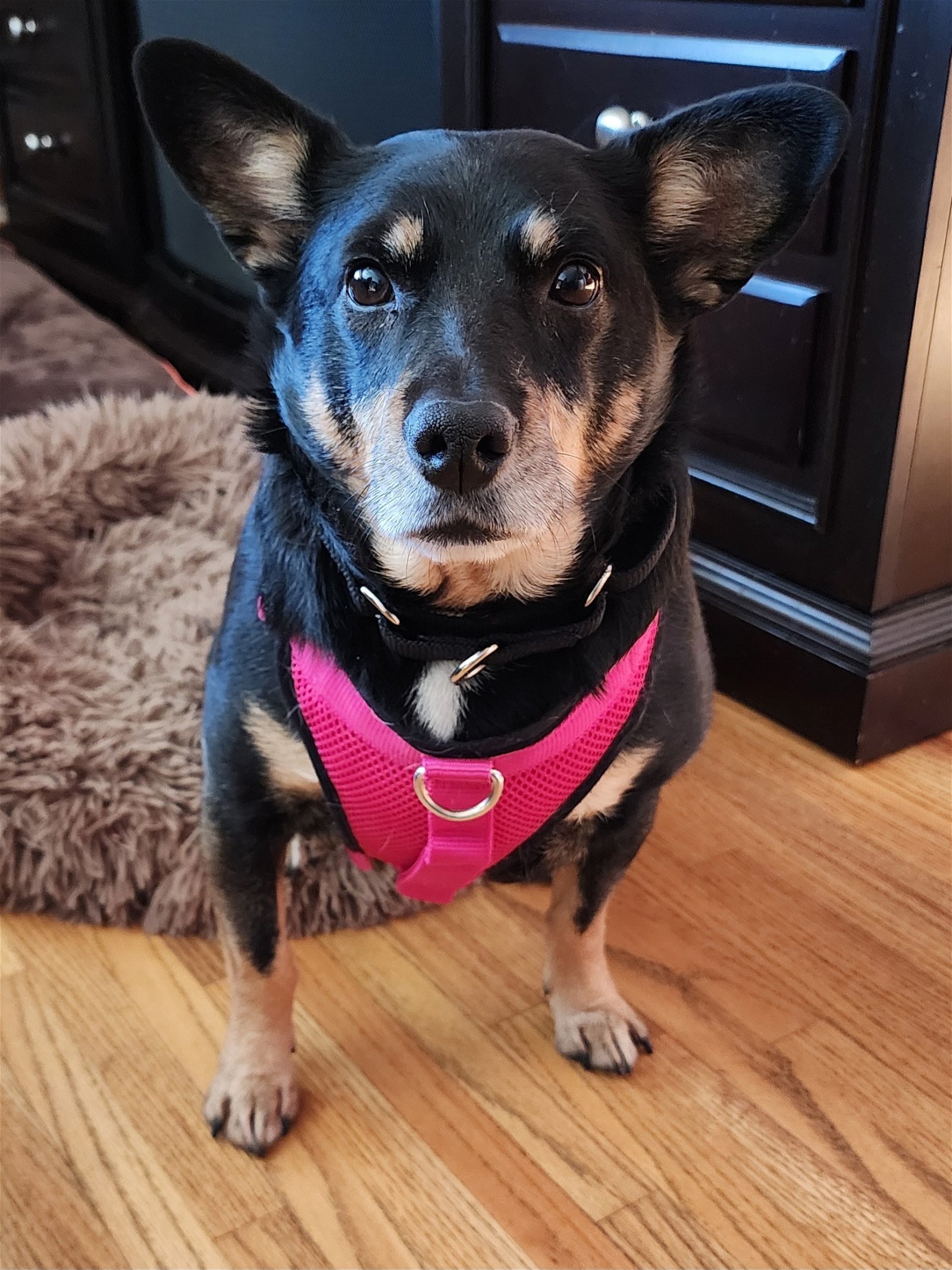 Jewel, an adoptable Terrier in St. Cloud, MN, 56301 | Photo Image 2