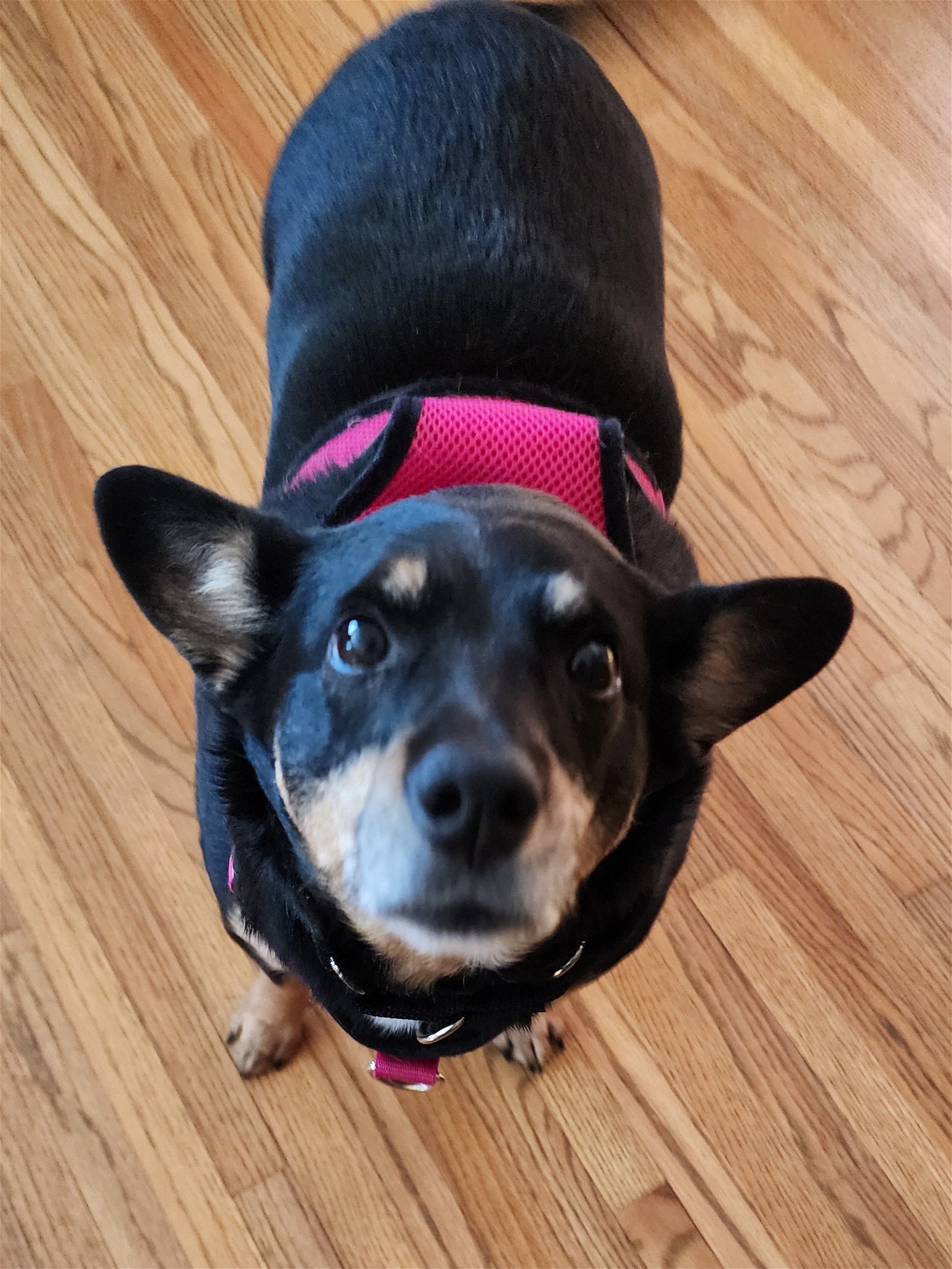 Jewel, an adoptable Terrier in St. Cloud, MN, 56301 | Photo Image 3