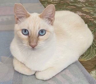 Bleu, an adoptable Siamese in Ventura, CA, 93001 | Photo Image 1